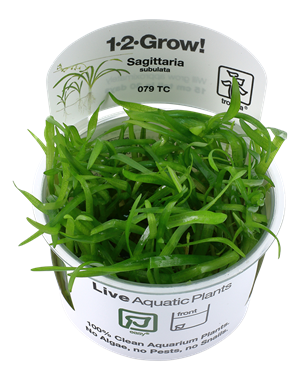 Tropica Tropica 1-2-Grow! Sagittaria subulata