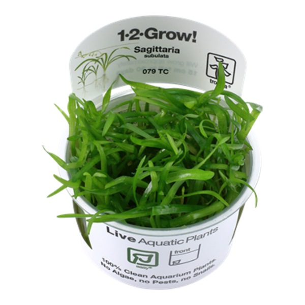 Tropica Tropica 1-2-Grow! Sagittaria subulata