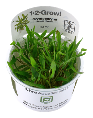 Tropica Tropica 1-2-Grow! Cryptocoryne wendtii "Green"