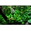 Tropica Tropica 1-2-Grow! Cryptocoryne wendtii "Green"