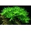 Tropica Tropica 1-2-Grow! Heteranthera zosterifolia