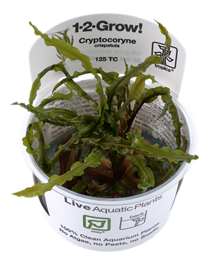 Tropica Tropica 1-2-Grow! Cryptocoryne crispatula