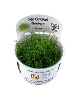 Tropica Tropica 1-2-Grow! Eleocharis acicularis "Mini"