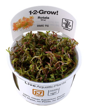 Tropica Tropica 1-2-Grow! Rotala rotundifolia "H'ra"