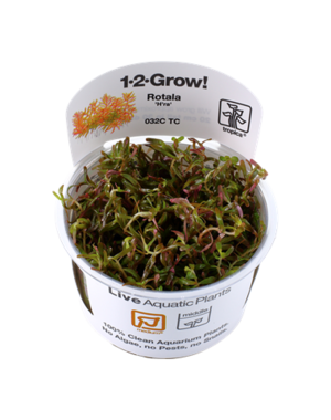 Tropica Tropica 1-2-Grow! Rotala rotundifolia "H'ra"