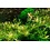 Tropica Tropica 1-2-Grow! Rotala rotundifolia "H'ra"