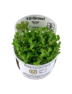 Tropica Tropica 1-2-Grow! Rotala indica "Bonsai"