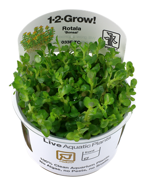 Tropica Tropica 1-2-Grow! Rotala indica "Bonsai"