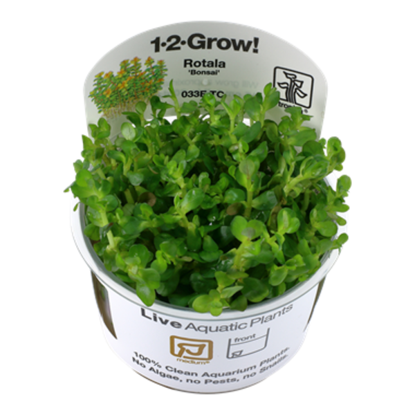 Tropica Tropica 1-2-Grow! Rotala indica "Bonsai"