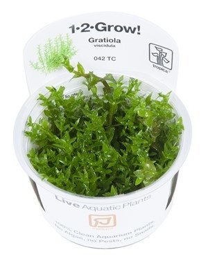 Tropica Tropica 1-2-Grow! Gratiola viscidula
