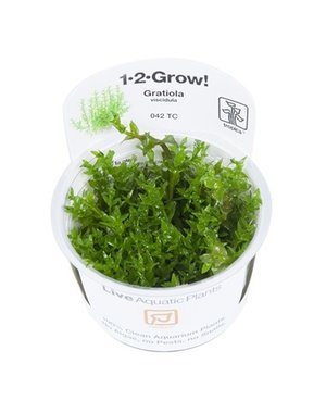 Tropica Tropica 1-2-Grow! Gratiola viscidula