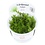 Tropica Tropica 1-2-Grow! Gratiola viscidula