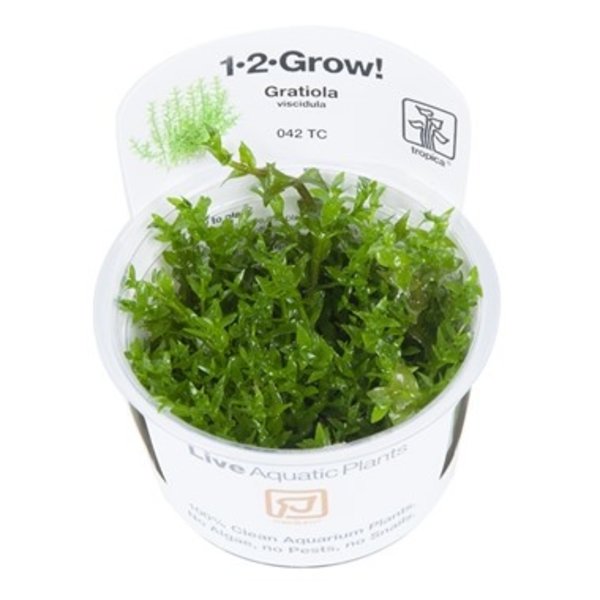 Tropica Tropica 1-2-Grow! Gratiola viscidula