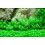 Tropica Tropica 1-2-Grow! Gratiola viscidula
