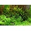 Tropica Tropica 1-2-Grow! Gratiola viscidula