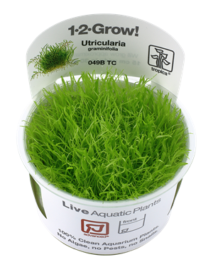 Tropica Tropica 1-2-Grow! Utricularia graminfolia