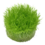 Tropica Tropica 1-2-Grow! Utricularia graminfolia
