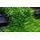 Tropica Tropica 1-2-Grow! Utricularia graminfolia