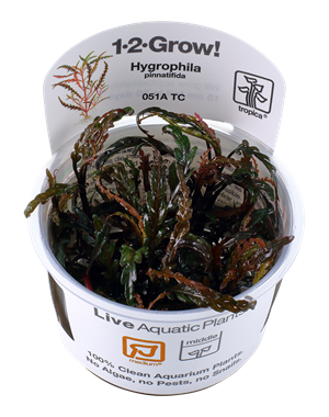 Tropica Tropica 1-2-Grow! Hygrophila pinnatifida