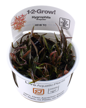 Tropica Tropica 1-2-Grow! Hygrophila lancea "Araguaia"