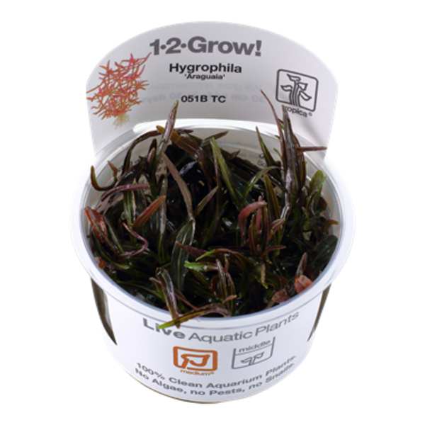 Tropica Tropica 1-2-Grow! Hygrophila lancea "Araguaia"