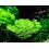 Tropica Tropica 1-2-Grow! Riccia fluitans