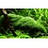Tropica Tropica 1-2-Grow! Riccia fluitans