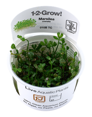 Tropica Tropica 1-2-Grow! Marsilea Minuta