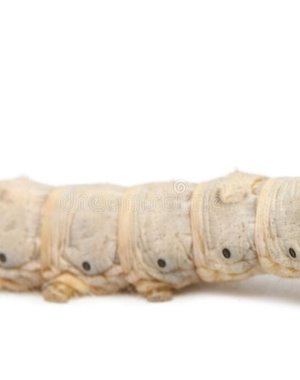 Silkworms