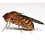 Fruit Fly Culture - Melanogaster (Smaller Species)