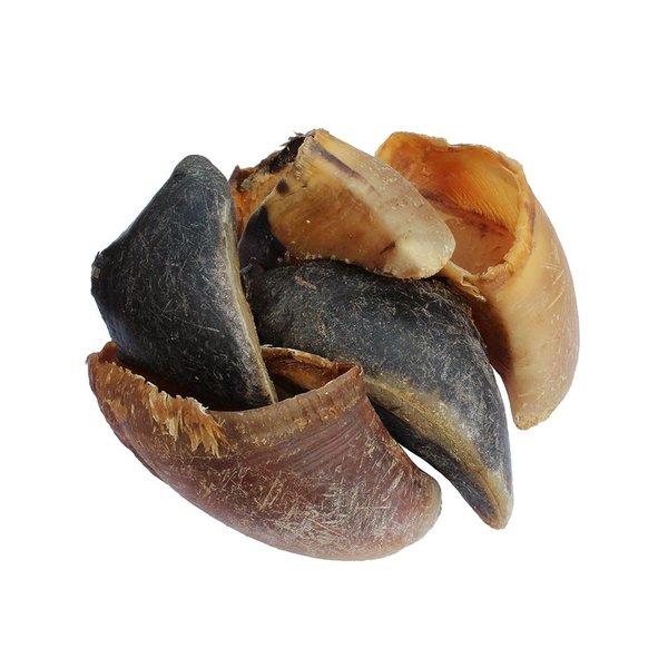 Cow Hoof single