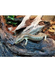  Ocellated Skink