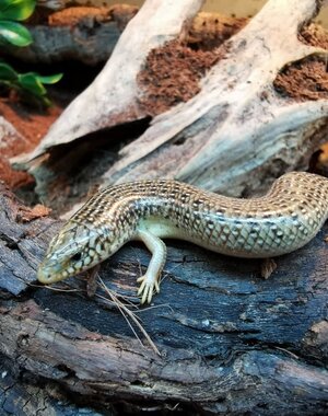 Ocellated Skink