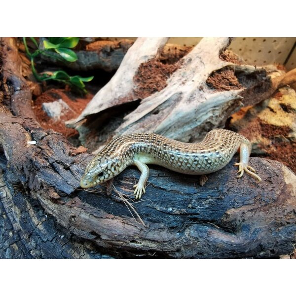 Occelated Skink
