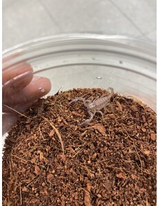  Black Asian Forest Scorpion - Baby