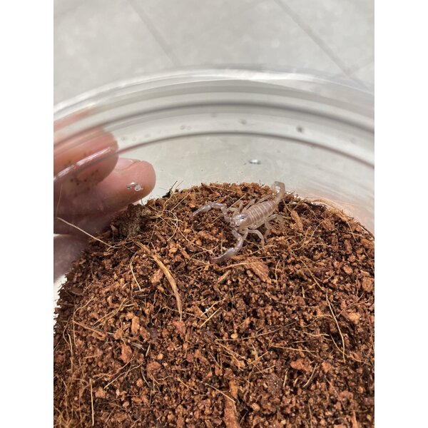 Black Asian Forest Scorpion - Baby