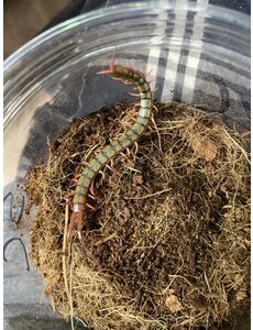 Mediterranean Banded Centipede (Scolopendra cingulata)