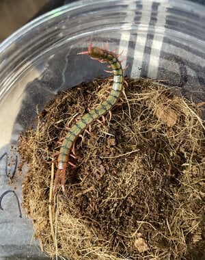  Mediterranean Banded Centipede (Scolopendra cingulata)