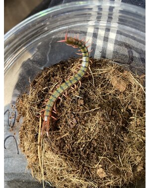  Mediterranean Banded Centipede (Scolopendra cingulata)