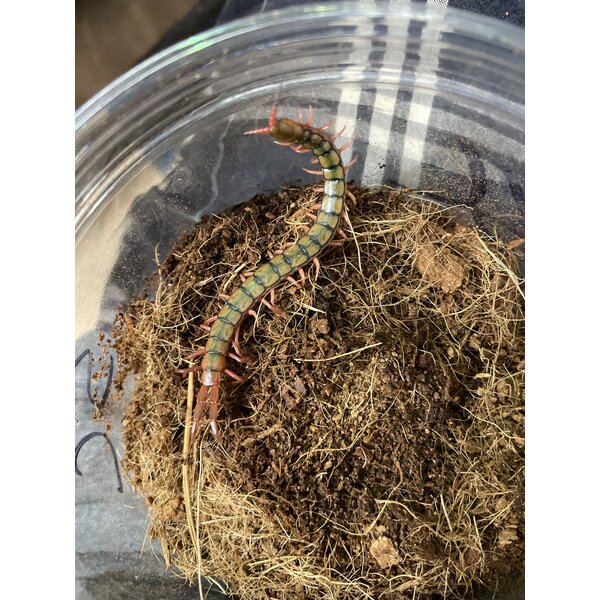 Mediterranean Banded Centipede (Scolopendra cingulata)