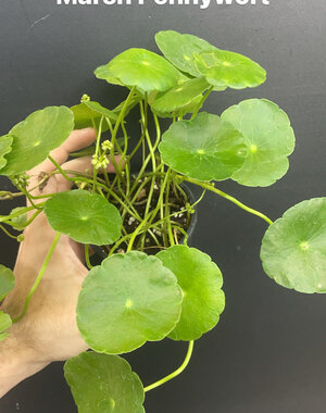  3.5" Marsh Pennywort