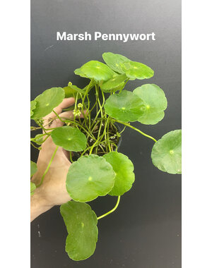  3.5" Marsh Pennywort