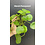 3.5" Marsh Pennywort