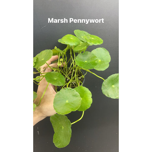 3.5" Marsh Pennywort