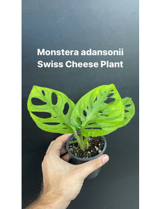  2.5" Monstera Adansonii (Swiss Cheese Plant)