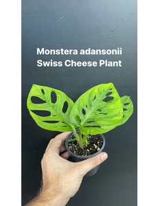  3.5" Monstera Adansonii (Swiss Cheese Plant)