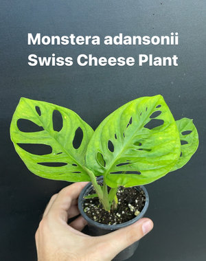  3.5" Monstera Adansonii (Swiss Cheese Plant)