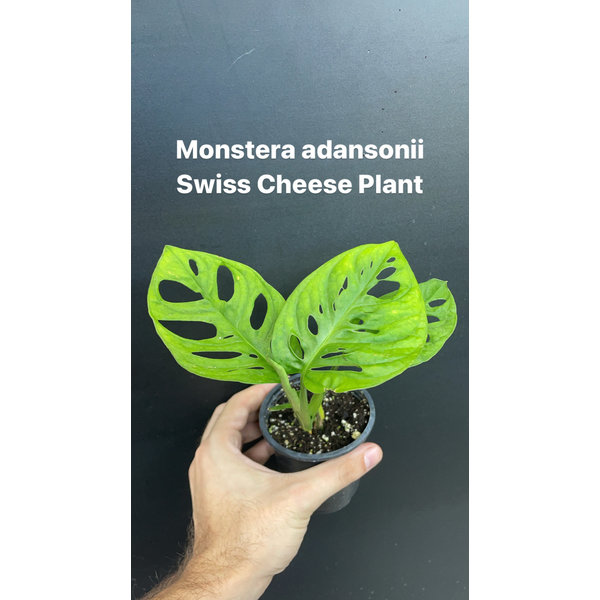 2.5" Monstera Adansonii (Swiss Cheese Plant)