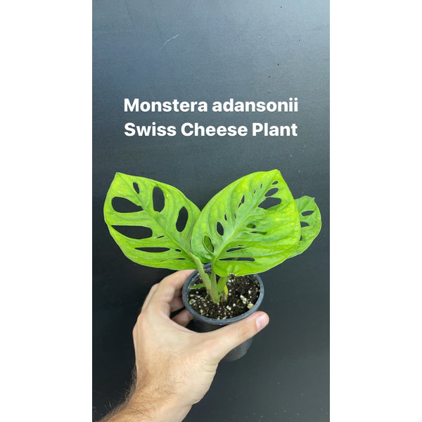 3.5" Monstera Adansonii (Swiss Cheese Plant)
