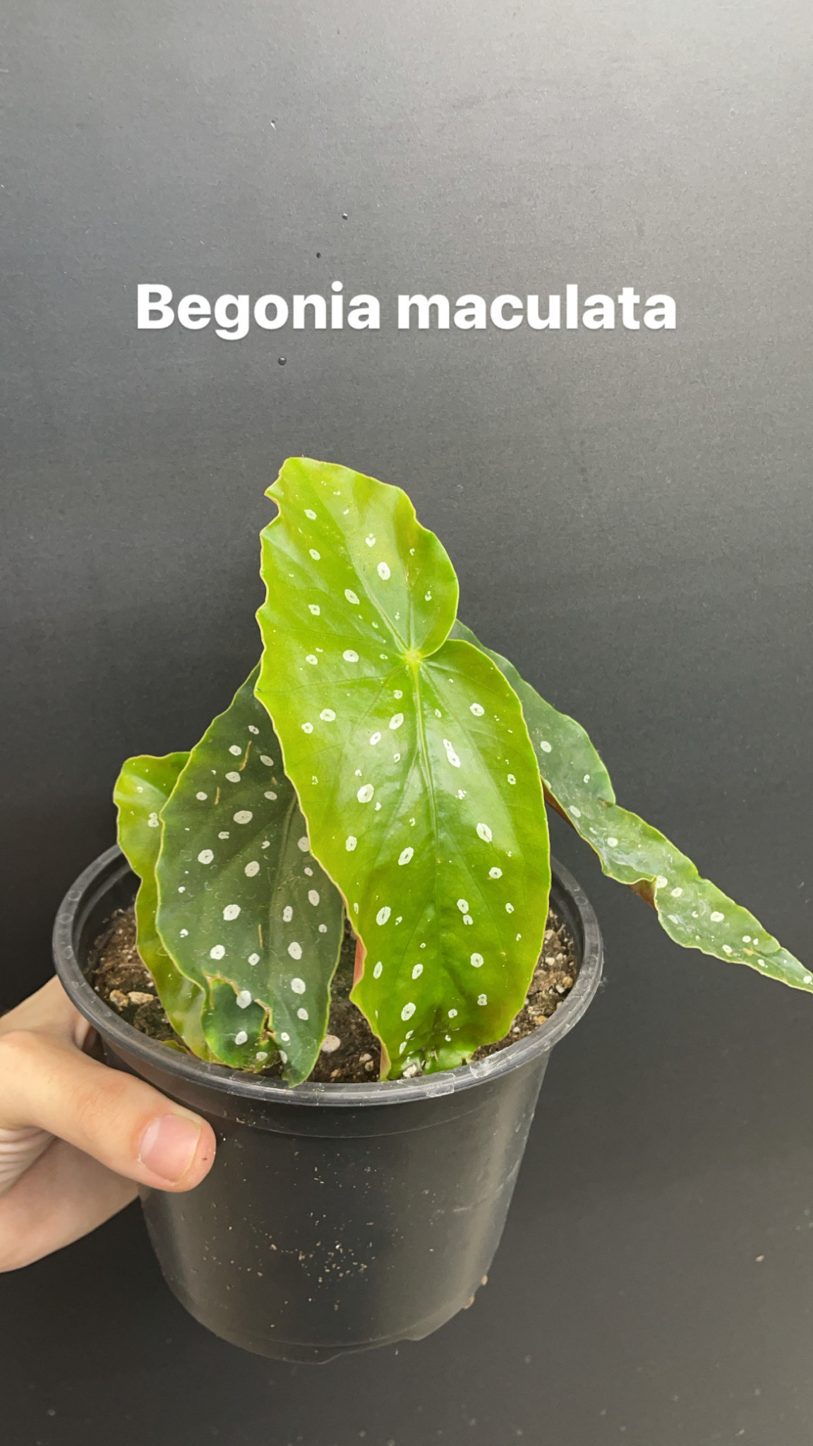 6" Begonia maculata